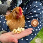 Amanda Owen Instagram - A hen party 🐔🎉 Hatching a plan. 🐔 🐣 Popcorn chicken. 🐔🍿 #chicken #hens #henparty