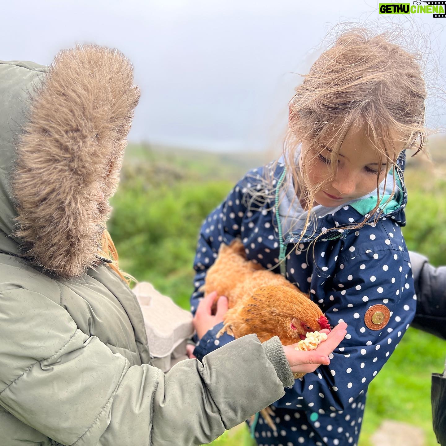 Amanda Owen Instagram - A hen party 🐔🎉 Hatching a plan. 🐔 🐣 Popcorn chicken. 🐔🍿 #chicken #hens #henparty