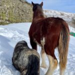 Amanda Owen Instagram - Big strides & little strides but still onwards & upwards. 🐎 🐎 🐶 🐶 *It’s beyond brilliant to see Hazel on her toes again after the horrible lameness episode* #yorkshire #horses #ponies #clydesdale #countryside #outdoors #snow