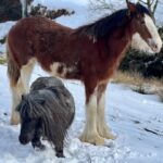 Amanda Owen Instagram - Big strides & little strides but still onwards & upwards. 🐎 🐎 🐶 🐶 *It’s beyond brilliant to see Hazel on her toes again after the horrible lameness episode* #yorkshire #horses #ponies #clydesdale #countryside #outdoors #snow