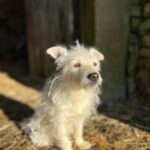 Amanda Owen Instagram - Usually a soggy doggy but today Chalky 🐶 is soaking up the sun ☀️☀️ #dog #weather #sun #warm