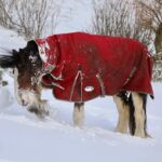 Amanda Owen Instagram - Big strides & little strides but still onwards & upwards. 🐎 🐎 🐶 🐶 *It’s beyond brilliant to see Hazel on her toes again after the horrible lameness episode* #yorkshire #horses #ponies #clydesdale #countryside #outdoors #snow
