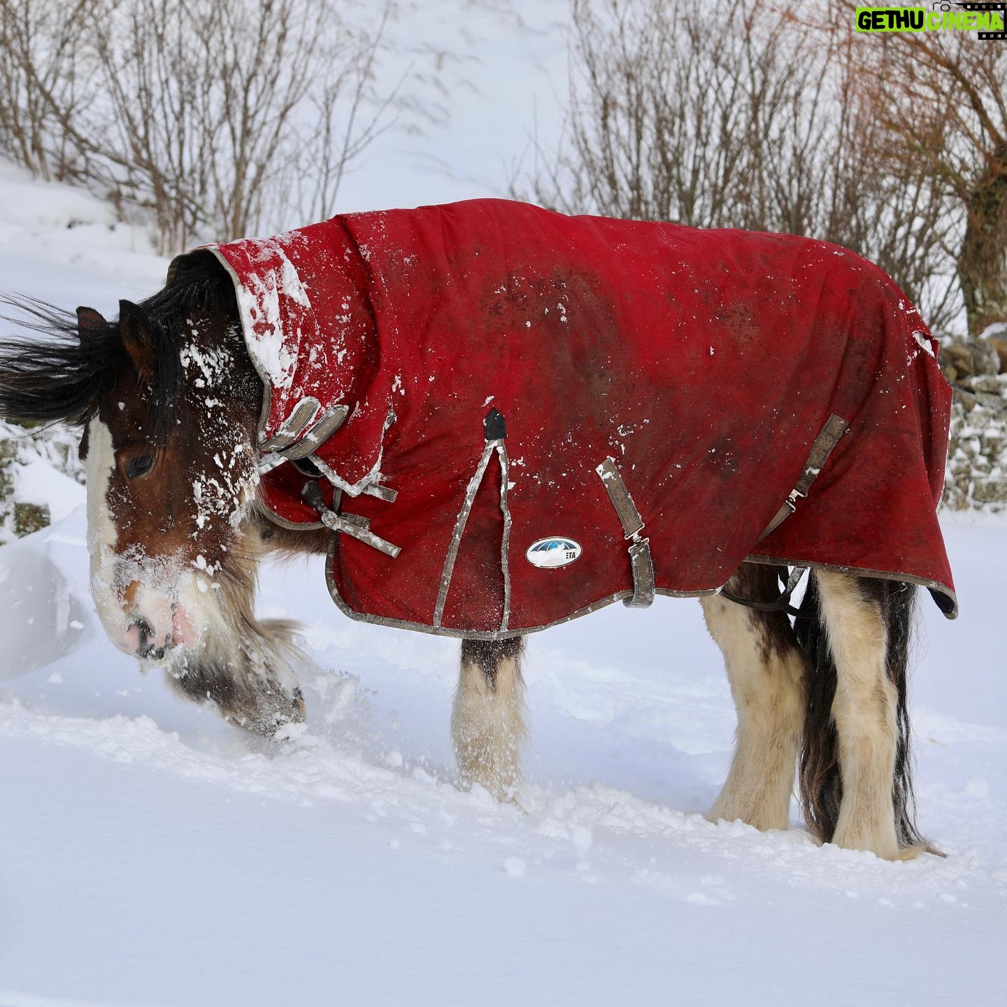 Amanda Owen Instagram - Big strides & little strides but still onwards & upwards. π π πΆ πΆ *Itβs beyond brilliant to see Hazel on her toes again after the horrible lameness episode* #yorkshire #horses #ponies #clydesdale #countryside #outdoors #snow