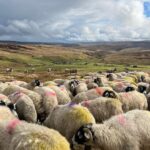 Amanda Owen Instagram - What a changeable week weather wise, bright sunshine, gale force winds and torrential rain. Need some calm but instead there’s a snow forecast. ❄️😕 #yorkshire #shepherdess #weather #countryside #outdoors #spring
