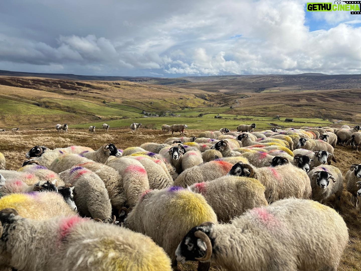 Amanda Owen Instagram - What a changeable week weather wise, bright sunshine, gale force winds and torrential rain. Need some calm but instead there’s a snow forecast. ❄️😕 #yorkshire #shepherdess #weather #countryside #outdoors #spring