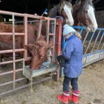 Amanda Owen Instagram - Buttercup 🐄 the house cow getting a massage from Maple🐴 whilst getting milked 🥛then back her her calf Pansy 🐄. #cow #horse #selfsufficiency