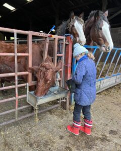 Amanda Owen Instagram - Buttercup 🐄 the house cow getting a massage from Maple🐴 whilst getting milked 🥛then back her her calf Pansy 🐄. #cow #horse #selfsufficiency
