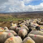 Amanda Owen Instagram - What a changeable week weather wise, bright sunshine, gale force winds and torrential rain. Need some calm but instead there’s a snow forecast. ❄️😕 #yorkshire #shepherdess #weather #countryside #outdoors #spring
