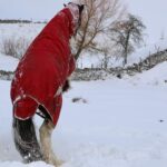 Amanda Owen Instagram - Big strides & little strides but still onwards & upwards. 🐎 🐎 🐶 🐶 *It’s beyond brilliant to see Hazel on her toes again after the horrible lameness episode* #yorkshire #horses #ponies #clydesdale #countryside #outdoors #snow
