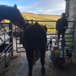 Amanda Owen Instagram - Buttercup 🐄 the house cow getting a massage from Maple🐴 whilst getting milked 🥛then back her her calf Pansy 🐄. #cow #horse #selfsufficiency