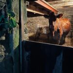 Amanda Owen Instagram - Buttercup 🐄 the house cow getting a massage from Maple🐴 whilst getting milked 🥛then back her her calf Pansy 🐄. #cow #horse #selfsufficiency