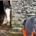 Amanda Owen Instagram - Size matters. 😊 Tony 🐴 winning 🏆 the prize this morning. ( A Clydesdale size portion of hot mash that was left cooling ). *Maple can reach the latch & has learnt how to open the bottom stable door 🚪* #smallisbeautiful #bigisbeautiful #horses #ponies