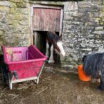 Amanda Owen Instagram - Size matters. 😊 Tony 🐴 winning 🏆 the prize this morning. ( A Clydesdale size portion of hot mash that was left cooling ). *Maple can reach the latch & has learnt how to open the bottom stable door 🚪* #smallisbeautiful #bigisbeautiful #horses #ponies