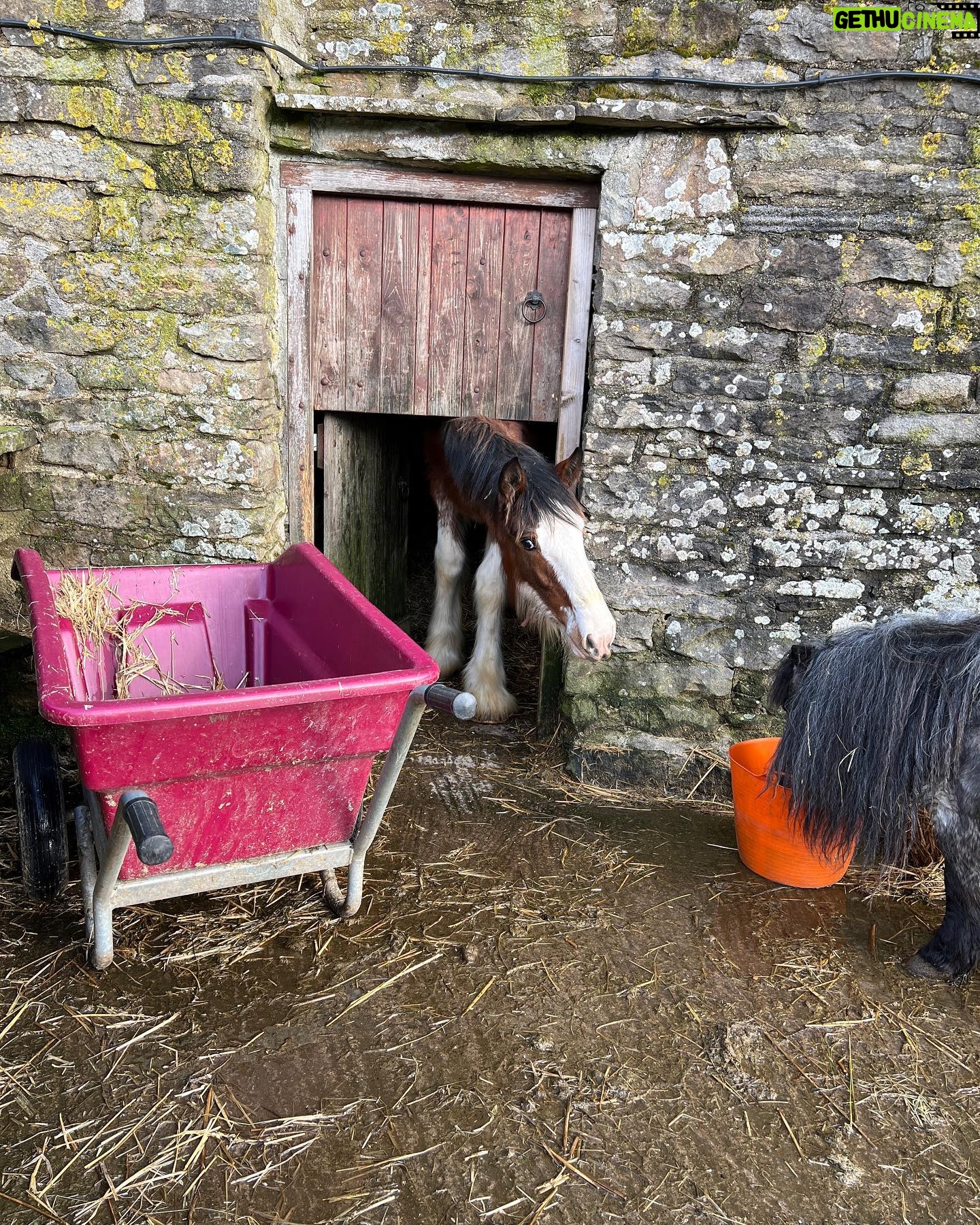 Amanda Owen Instagram - Size matters. 😊 Tony 🐴 winning 🏆 the prize this morning. ( A Clydesdale size portion of hot mash that was left cooling ). *Maple can reach the latch & has learnt how to open the bottom stable door 🚪* #smallisbeautiful #bigisbeautiful #horses #ponies