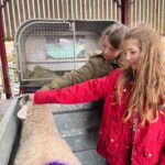 Amanda Owen Instagram - Out on the rounds & apprehending a yow with an issue. Fortunately a small prolapse is easy enough to sort out and my team like being hands-on. 🙌 🐑 Waiting for the wee that she absolutely couldn’t do until things were put back from whence they came. 🐑 That must feel a lot better. #yorkshire #shepherdesses #outdoors
