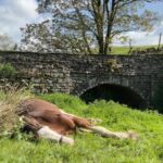 Amanda Owen Instagram – Lazin’ on a sunny afternoon 💤 
In the summertime 🎶 
🐴