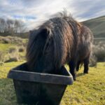 Amanda Owen Instagram - Basking in some winter sunshine ☀️ 🐴 🐮 #yorkshire #sunshine #winter #pony #cow #farm
