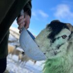 Amanda Owen Instagram - A proper wintery feel to the beginning of December. ❄️☃️🏂🐴🐑🐏 #swaledale #yorkshire #shepherdess #winter #nithered #snow #cold #freezing