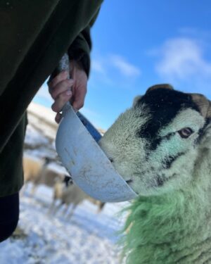 Amanda Owen Instagram - A proper wintery feel to the beginning of December. 
❄️☃️🏂🐴🐑🐏
#swaledale #yorkshire #shepherdess #winter #nithered #snow #cold #freezing