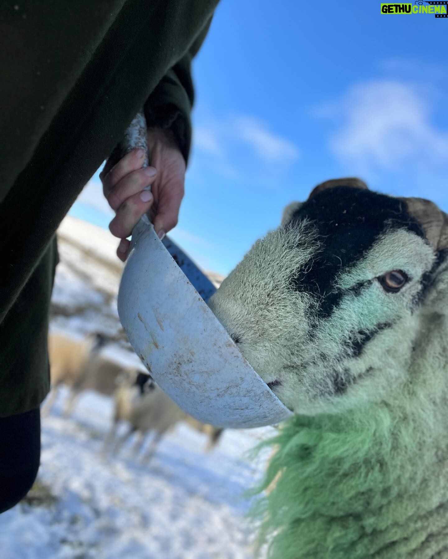 Amanda Owen - 20K Likes - A proper wintery feel to the beginning of December.
βοΈβοΈππ΄ππ
#swaledale #yorkshire #shepherdess #winter #nithered #snow #cold #freezing