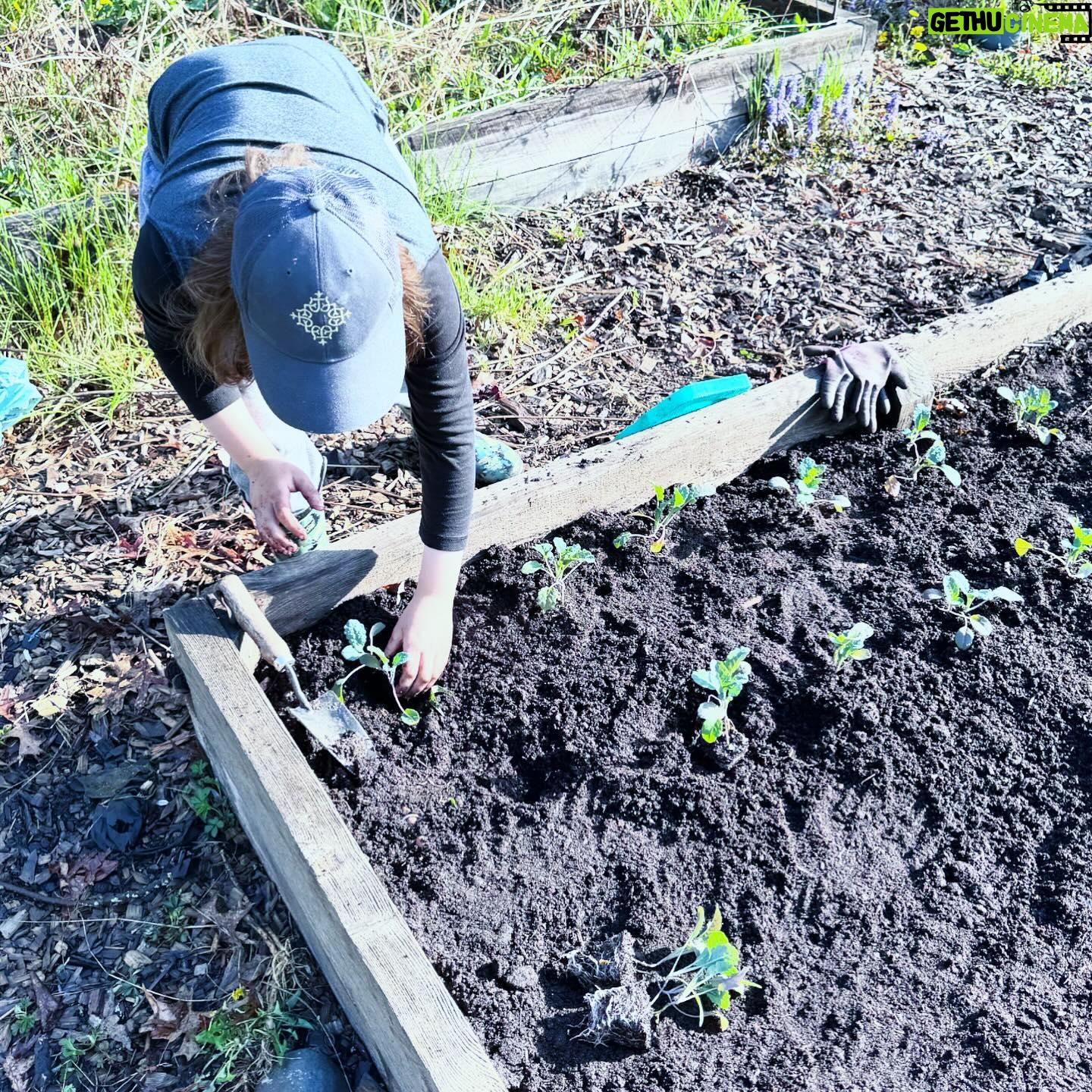 Amanda Palmer Instagram - I am becoming my own songs, and basking in it. We’ve been gardening before school this week. The kale is going in before we have to brush teeth and get to the bus stop by 8:10. So much of the last five years has been destruction, boots on fragile seedlings over and over again, dis-assembly, scorched earth. Now, finally, maybe something can flourish from the ash. We are all so slowly recovering. Putting our hands in the ground helps with the metaphor every day. My body shakes less. My mind can settle. My little seed here is starting to smooth out his anxieties, make sense of the pain. We slowly get away from the darkness that bites at our heels, we wake up to date after day of very simple delight. This garden, I know, is a luxury. I think about the burning ground in so many places on earth right now. The wreckage. This oasis. What else to do? So slowly, one handful of dirt at a time, we plant, we feebly attempt to heal our own little broken worlds. The things that happen in our lives, my friends, may be horrific. Unimaginably dark. But then, things settle; there is compost. So please, as @cosmogyny so beautifully puts it: make something grow. Happy spring to you all. I love you. (Also, to the hundreds of people who became my patrons on my birthday, I’m blown away and so grateful. Thank you for helping me grow. I’ll write to you all soon over there.) ♥️🌱♥️🌱♥️
