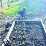 Amanda Palmer Instagram - I am becoming my own songs, and basking in it. We’ve been gardening before school this week. The kale is going in before we have to brush teeth and get to the bus stop by 8:10. So much of the last five years has been destruction, boots on fragile seedlings over and over again, dis-assembly, scorched earth. Now, finally, maybe something can flourish from the ash. We are all so slowly recovering. Putting our hands in the ground helps with the metaphor every day. My body shakes less. My mind can settle. My little seed here is starting to smooth out his anxieties, make sense of the pain. We slowly get away from the darkness that bites at our heels, we wake up to date after day of very simple delight. This garden, I know, is a luxury. I think about the burning ground in so many places on earth right now. The wreckage. This oasis. What else to do? So slowly, one handful of dirt at a time, we plant, we feebly attempt to heal our own little broken worlds. The things that happen in our lives, my friends, may be horrific. Unimaginably dark. But then, things settle; there is compost. So please, as @cosmogyny so beautifully puts it: make something grow. Happy spring to you all. I love you. (Also, to the hundreds of people who became my patrons on my birthday, I’m blown away and so grateful. Thank you for helping me grow. I’ll write to you all soon over there.) ♥️🌱♥️🌱♥️