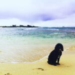 Amanda Schull Instagram – Ru would have been 19 today. 
I knew it would be hard to say goodbye to him, but I couldn’t imagine it would be this hard. He was and always will be so very loved. 
1. Model Ru
2. Ru at his favorite place on earth
3. Ru in his (and my) comfiest place in earth
4. Taco Ru
5. Ru’s birthday last year
6. Ru on his birthday last year running wild at 18(!)