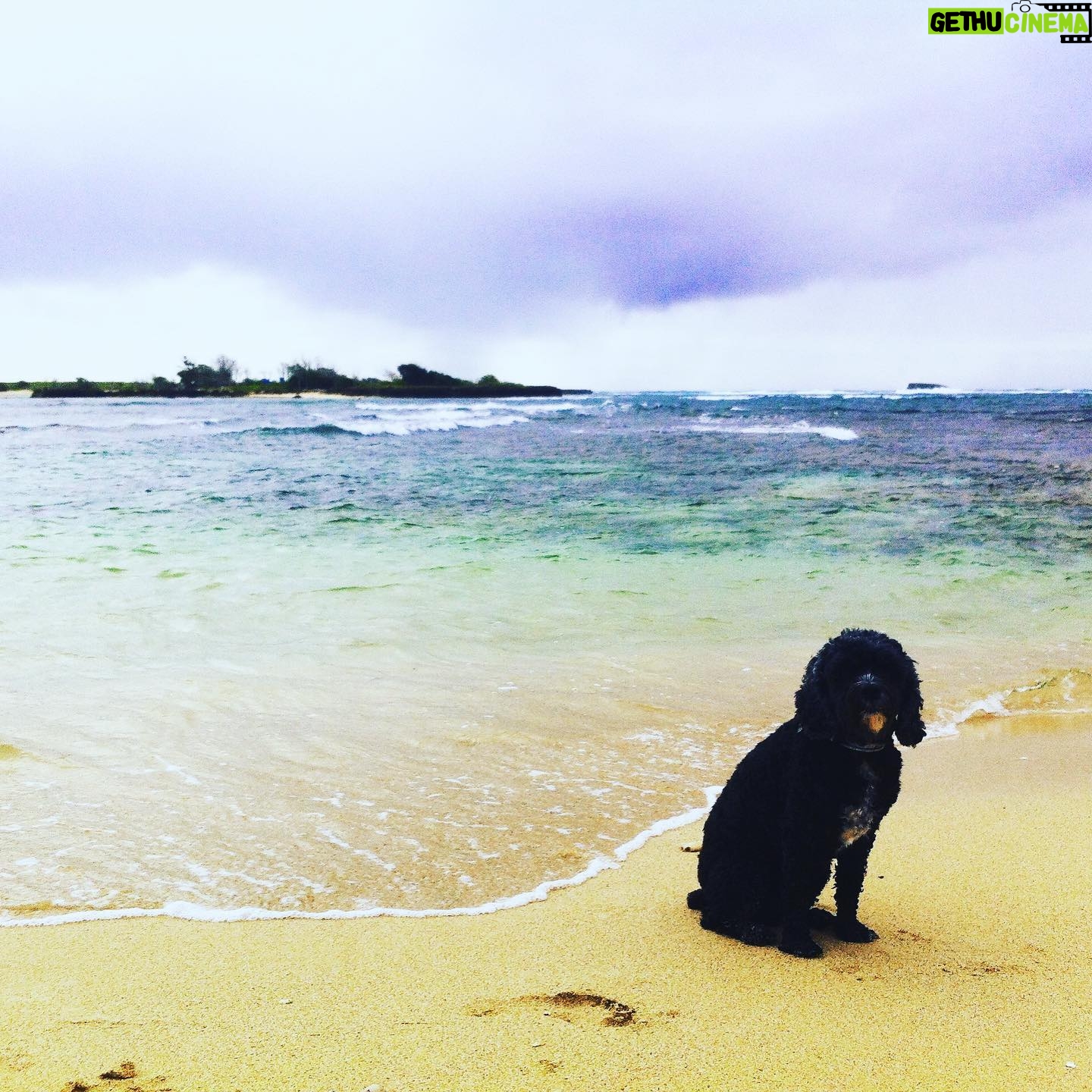 Amanda Schull Instagram - Ru would have been 19 today. I knew it would be hard to say goodbye to him, but I couldn’t imagine it would be this hard. He was and always will be so very loved. 1. Model Ru 2. Ru at his favorite place on earth 3. Ru in his (and my) comfiest place in earth 4. Taco Ru 5. Ru’s birthday last year 6. Ru on his birthday last year running wild at 18(!)