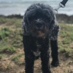 Amanda Schull Instagram - Rupert Schull Wilson December 2002 - April 2021 He was and always will be so very loved.