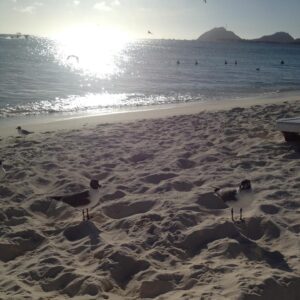 Ámbar Díaz Instagram - Salitre 

La sal llena de costra áspera todo, así como las bocas con almas resentidas llenan de salitre los vínculos. 
El salitre es una capa nauseabunda como la que debe cargar encima la generación de cristal.
El salitre es el positivismo exacerbado, el machismo, el feminismo, el resentimiento, la psicopatía; salitre la palabra no dicha y la mal dicha también. 
Salitre lo permisivo, la falsa moral y las personas con precio. El ignorante, el estómago vacío, la cama compartida sin sexo y el envidioso. 
Salitre la caricia y el abrazo falsos, el que exige sin dar, el que da sin esperar nada a cambio; salitre el abusador y las falsas expectativas. 
El salitre es antiséptico, curativo pero a veces corrosivo, erosivo y oxida...logrando incluso despertar conciencias en un mundo de dormidos. 
Que la mirada de domingo en una playa cualquiera con los pies en la arena sea antídoto a través del beso de tus labios salados. 
🦋✨🌊
#letrasdeambar