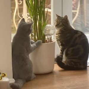 Amber Anderson Instagram - Anyone who knows me even a tiny bit knows that my cats are like my children. And as any pet parent will understand, my worst night terror came true when on Friday little John went missing. After two days of searching, and an early exit from a best friend’s wedding, we got a call from a neighbour to say that they’d just seen a fox drag his body into their garden. His second birthday was next week. There aren’t really words for how I feel right now. It’s such a unique kind of grief - because the love animals offer us is so unique. I will never forget my weird little man, who couldn’t miaow properly and so would run down the garden literally screaming at us. He was small but a wannabe lion, and ran up to anyone like they were a best friend, including the dreaded foxes. Everything was play, everything something to stalk and his special brand of insanity turned even the greatest cat skeptic into his number one fan. But perhaps he was a bit too brave and not skittish enough. Perhaps in the end, he flew a little too close to the sun. Thank you John for being my friend, thank you for your silliness and for reminding me every day to laugh. You leave a huge hole in my life and I’m going to miss you so much. 💔