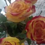 Amber Martinez Instagram - Feb. 3rd, 4th & 5th: Flowers, California Floods/Rain Showers, Watching the Grammys, Staying In and Relaxing, Yummy Vanilla Cake, and Dog Walking...Francois loved the rain free break, that happened for like 1 hour lol 🤣...Incredible performances by Joni Mitchell and Annie Lennox! 🎤🎶🌊 @recordingacademy @latingrammys @grammymuseum @jonimitchell @officialannielennox #annielennox #jonimitchell #Flowers #grammys #grammys2024 #recording #recordingacademy #roses #pomeranian #pastry #pomeranian #pomeranians #cake #rainydays #rain #floods #floral #singer #nails #liveperformance #music #bouquet