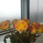 Amber Martinez Instagram - Feb. 3rd, 4th & 5th: Flowers, California Floods/Rain Showers, Watching the Grammys, Staying In and Relaxing, Yummy Vanilla Cake, and Dog Walking...Francois loved the rain free break, that happened for like 1 hour lol 🤣...Incredible performances by Joni Mitchell and Annie Lennox! 🎤🎶🌊 @recordingacademy @latingrammys @grammymuseum @jonimitchell @officialannielennox #annielennox #jonimitchell #Flowers #grammys #grammys2024 #recording #recordingacademy #roses #pomeranian #pastry #pomeranian #pomeranians #cake #rainydays #rain #floods #floral #singer #nails #liveperformance #music #bouquet