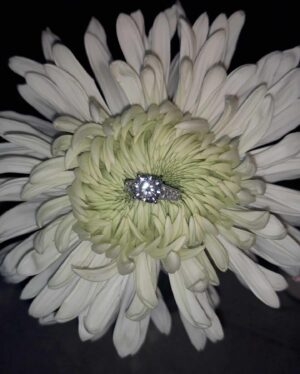 Amberley Snyder Instagram - 💍…. the details…. ✨

Started with a re-creation of our date to Christmas lights, through our adventures at Supercross, Disney, New Orleans, Corvette cruises and NFR just to name a few! Candles, flowers, lights and petals…You didn’t miss a detail for me 🥰 

#amberleysnyder #theclevelands