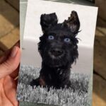 Amelia Eve Instagram – I Bite. 

•🩵• Chief – Isle of Dogs