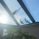 Amelia Eve Instagram - Three little birds.. 🪺🏝