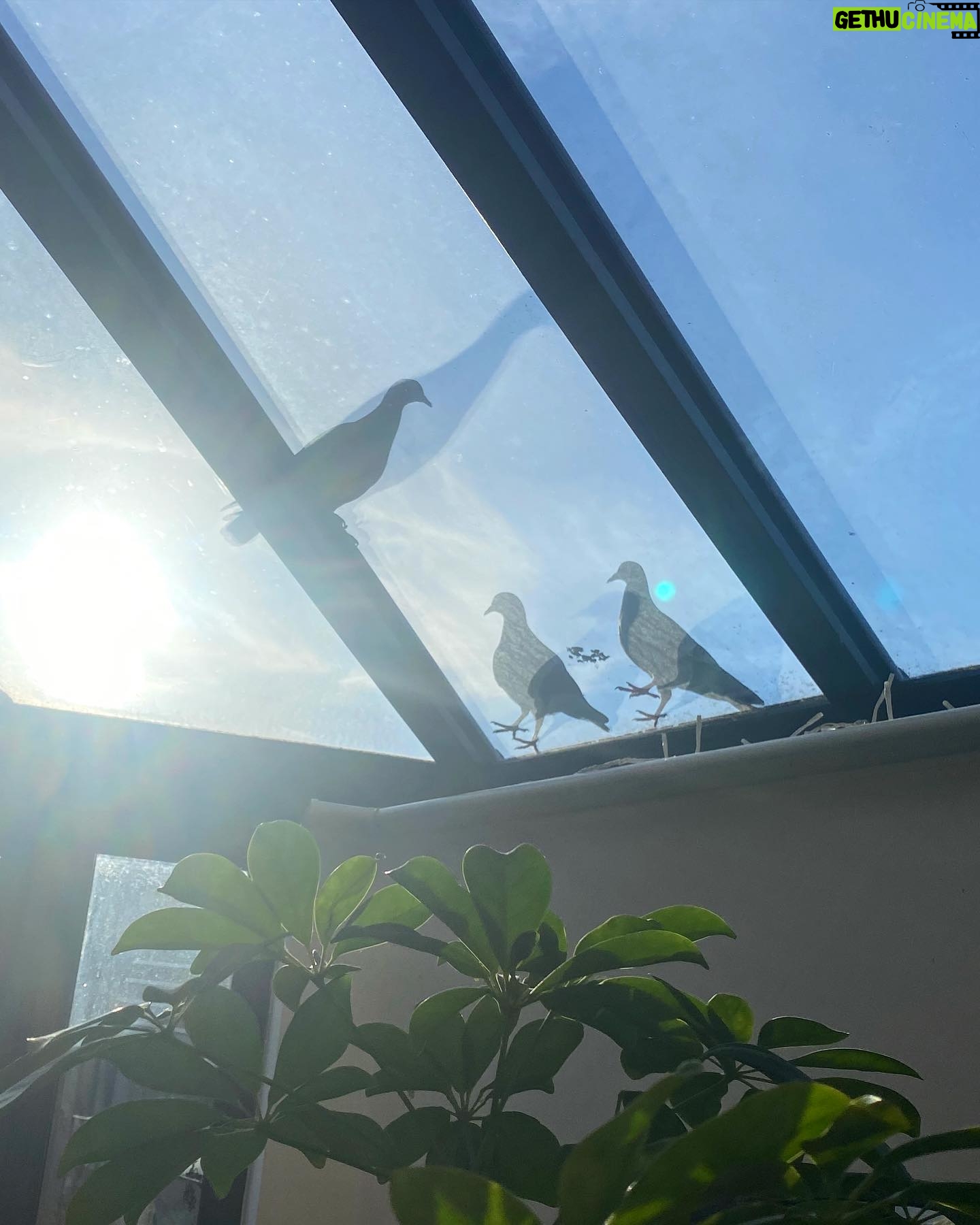 Amelia Eve Instagram - Three little birds.. πͺΊπ