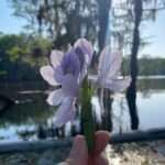 Amelia Eve Instagram - Weeds are Flowers too, once you get to know them • AA. Milne