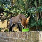 Amelia Eve Instagram - Are you cussing with me Fräulein Fury? 🦊
