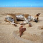 Amelia Eve Instagram - Made a few furiends in Paradise 🐾