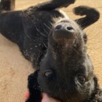 Amelia Eve Instagram - Made a few furiends in Paradise 🐾