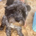 Amelia Eve Instagram - Made a few furiends in Paradise 🐾