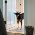 Amelia Eve Instagram - Made a few furiends in Paradise 🐾