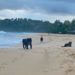 Amelia Eve Instagram - Made a few furiends in Paradise 🐾