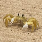 Amelia Eve Instagram - El cangrejo 🦀 Fun fact: crabs can be right-handed, left-handed or ambidextrous #crabsarecool