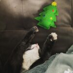 Amelia Rose Blaire Instagram - Wishing you happy holidays ✨🎄💛 . . #catsofinstagram #holidayseason #christmascat #dechartgames