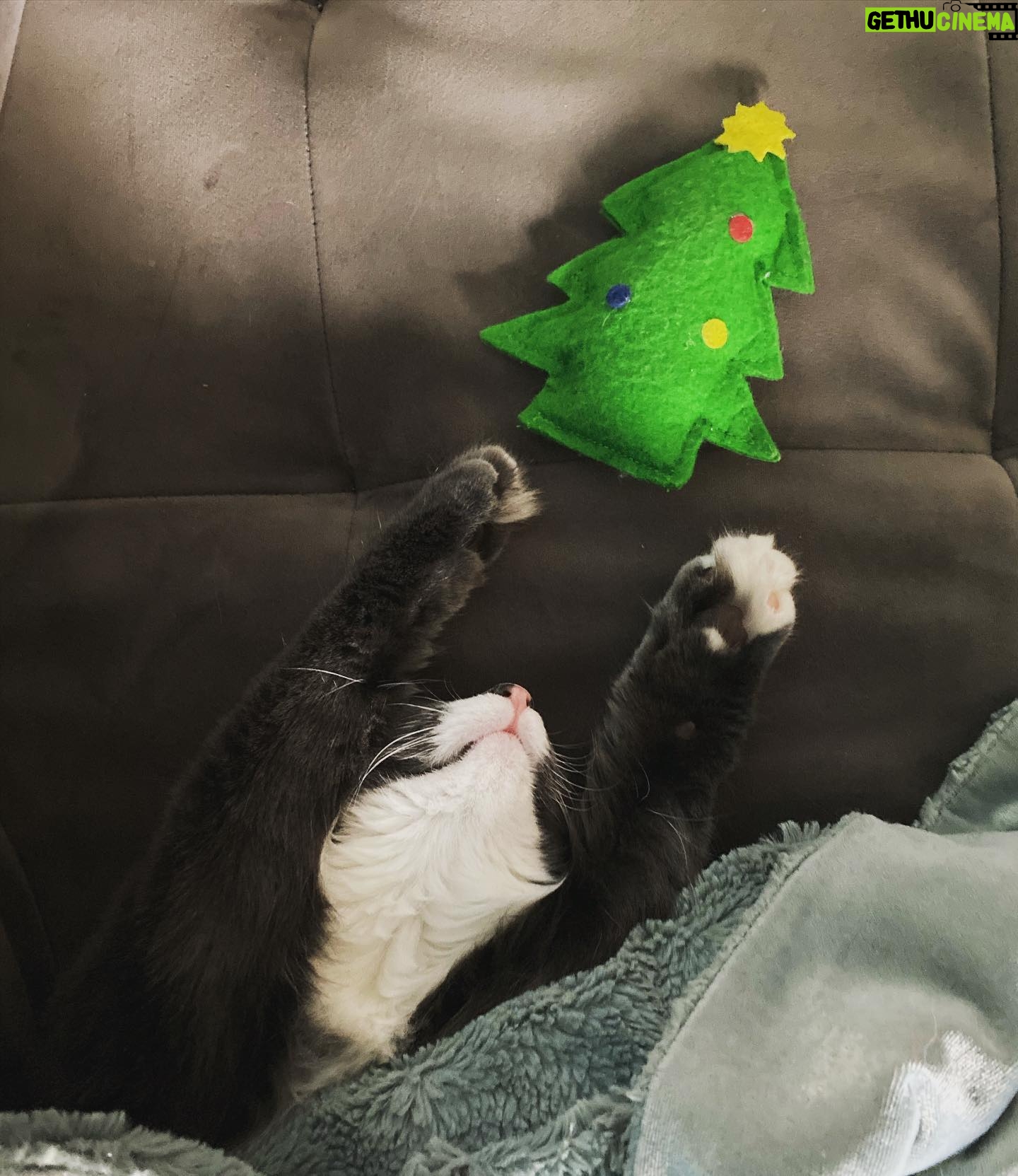 Amelia Rose Blaire Instagram - Wishing you happy holidays ✨🎄💛 . . #catsofinstagram #holidayseason #christmascat #dechartgames