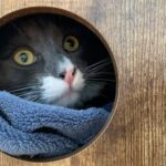 Amelia Rose Blaire Instagram - In honor of Theo’s 1st birthday. I present... Theodorian!!!! Enjoy 😊 . . #dechartgames #catsofinstagram #funnycats #funnycatvideos #kittensofinstagram #kittens #ameliaroseblaire #bryandechart #theodechart #cutestcats #mandelorian #themandelorian #starwars
