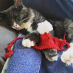 Amelia Rose Blaire Instagram - Wishing you happy holidays ✨🎄💛 . . #catsofinstagram #holidayseason #christmascat #dechartgames