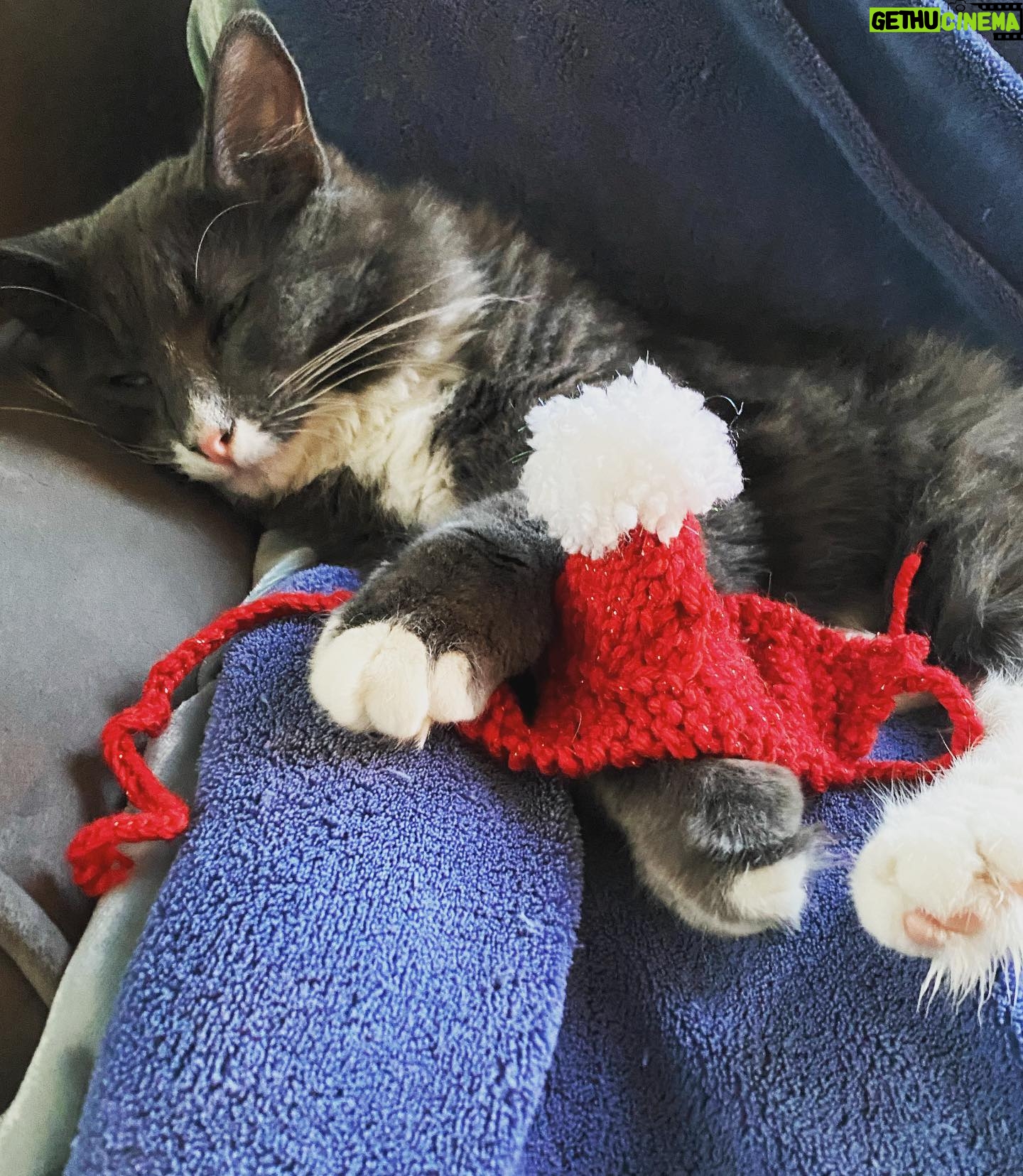 Amelia Rose Blaire Instagram - Wishing you happy holidays ✨🎄💛 . . #catsofinstagram #holidayseason #christmascat #dechartgames